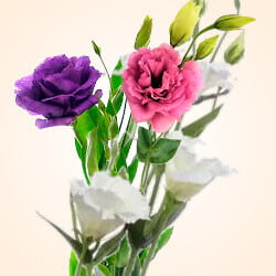 Mix colores