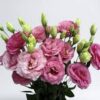 ROSADO