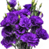 MORADO